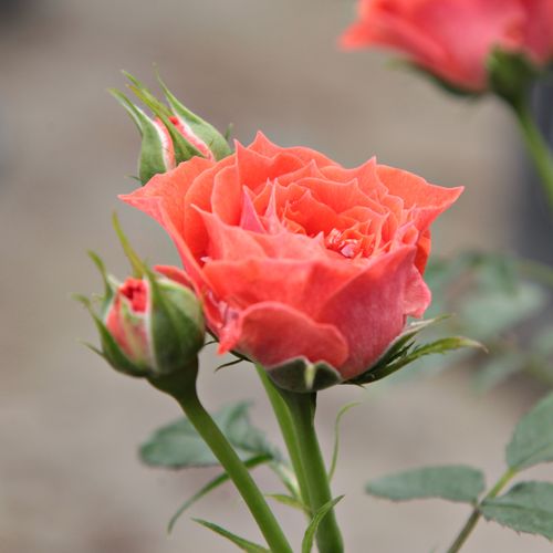 Rosa Miami™ - portocaliu - Trandafir copac cu trunchi înalt - cu flori mărunți - coroană compactă